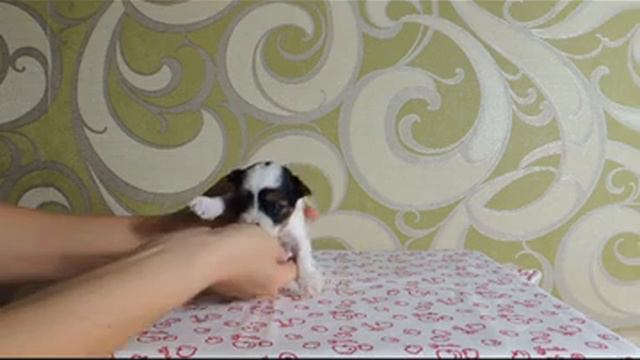 Бивер мальчик1
