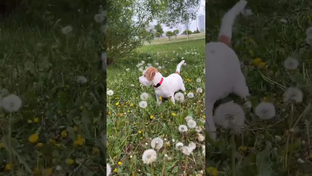 Гуляем | Билли Джек Рассел Терьер (Billy jack russell terrier)