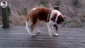 ✔ Московская сторожевая собака - национальная порода России, выведенная для охраны