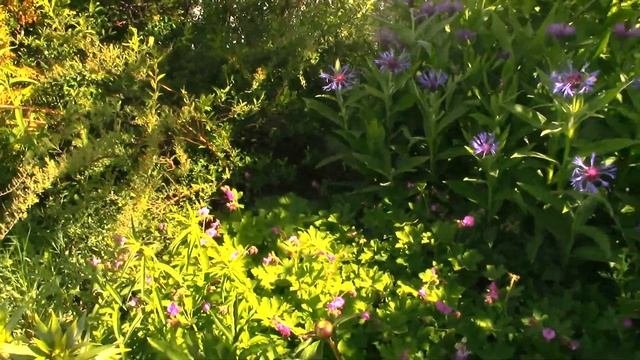 Сирень обыкновенная и сортовая,в чём различие..