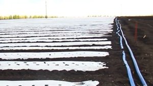 Посадка клубники с капельным поливом