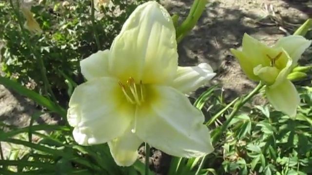 Айс Карнавал лилейник крупноцветковый белый смотреть онлайн