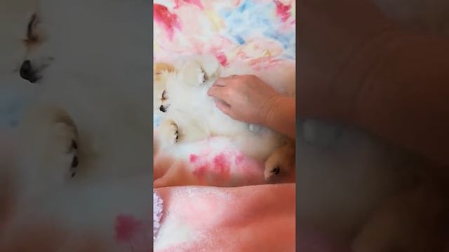 Померанский шпиц puppy смотреть онлайн