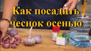 Как посадить чеснок осенью