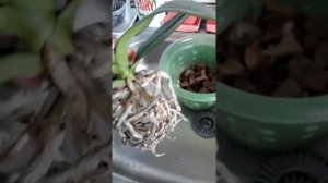 Выращивание Орхидеи в воде или в открытой среде.