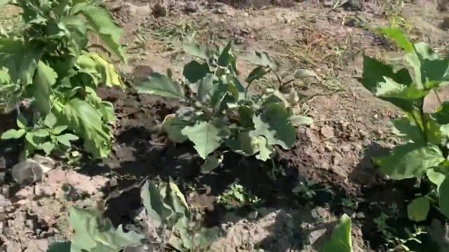 Ловушка для слизней ? Помидоры, перцы, капуста и многое другое. #дача #грядки #лето #помидоры смотреть онлайн