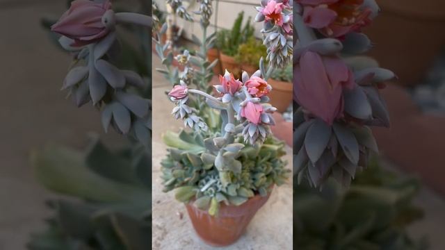 Echeveria Topsy Turvy #shorts