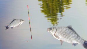 Поклевка карася на поплавочную удочку!