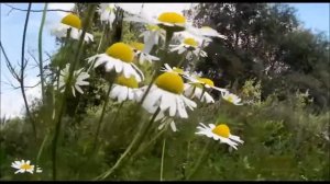 МОИМ ДРУЗЬЯМ ПОСВЯЩАЕТСЯ!