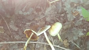 ВОЛОКОННИЦА ВОЛОКНИСТАЯ(трещиноватая). Inocybe rimosa(fastigiata).Яд на ножке.