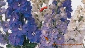 Дельфиниум высокий Микс ? высокий дельфиниум Микс обзор: как сажать, семена дельфиниума Микс