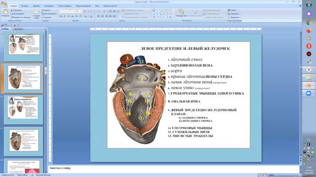 Cердце#анатомии смотреть онлайн