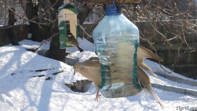 Снегири, зяблики, синицы, горлицы и другие птицы смотреть онлайн