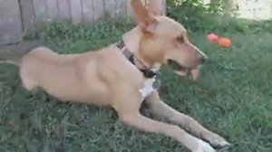 Pharaoh Hound LaPaz