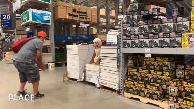 LUNA STANDARD POODLE | 5 MONTH OLD | AMAZING TRANSFORMATION | WINCHESTER DOG | TRAINER | OFF LEASH смотреть онлайн