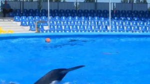Выступление дельфинов