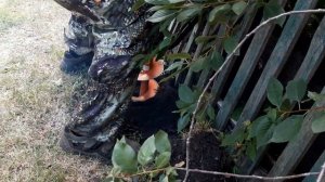 Бурение мотобуром под столбы для забора