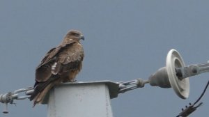 Коршун и ворона.