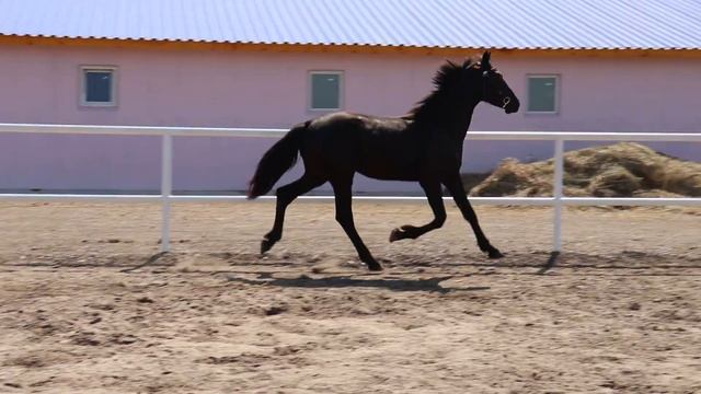 Орловский рысак Курск 2019 г.р. (Кредит - Куколка от Логотипа) смотреть онлайн