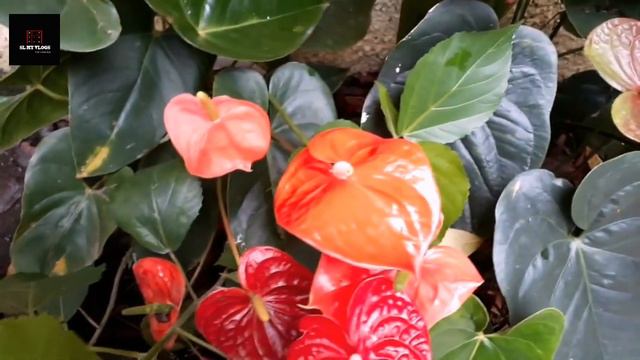How to get more flowers in anthurium|anthurium plant care sinhala #anthurium #srilanka смотреть онлайн