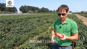 Сортотип "Капия" от Duna-R: новая тенденция на рынке перцев
