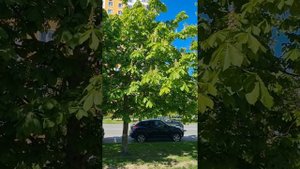 ? Каштаны в Москве