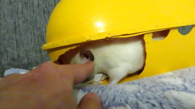 КРЫСЫ ОДИНОЧКИ! ? Изменение поведения после подселения в стаю! Сёма - Тома и хаси. ? (Fancy Rats) ? смотреть онлайн