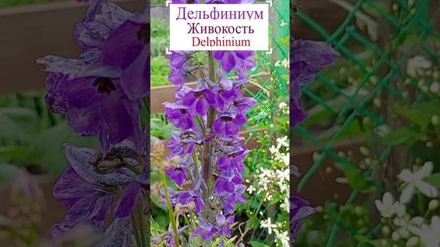 Дельфиниум или Живокость.??
