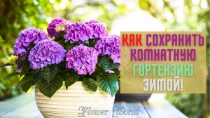 Как сохранить комнатную гортензию зимой!?
