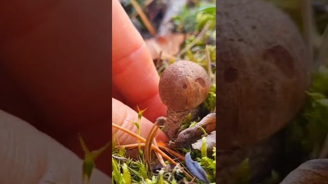 гриб мизинчиковый #mushroom #shortsvideo #funghi