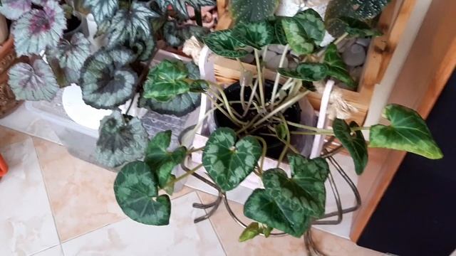 Джунгли в квартире. Облёт сада. Перестановка. смотреть онлайн