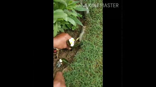 How to grow Begunia plant ..... смотреть онлайн