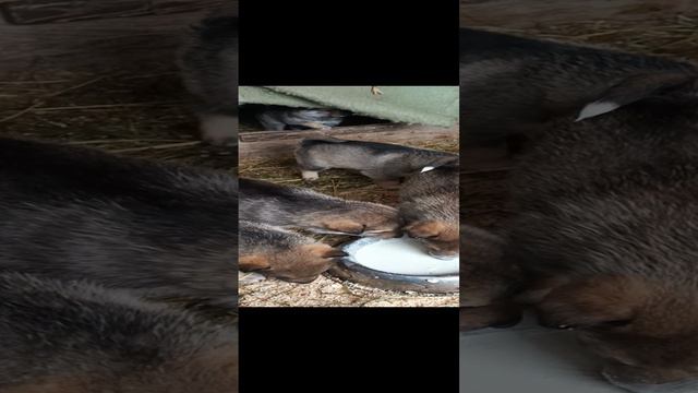 Наши щенки. Западно-сибирская лайка.