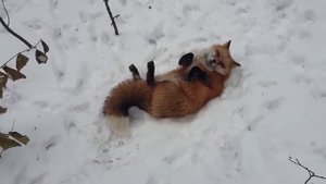 Ли Сяо / Alice the Fox Лиса Алиса (Подруги Еда!!)