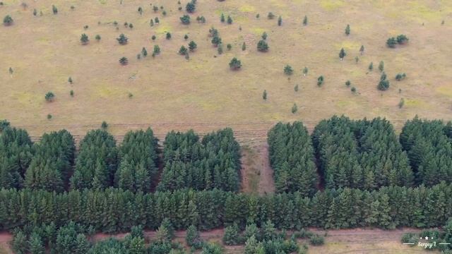 Надпись Ленину 100 лет из живых деревьев ( Курганская область)