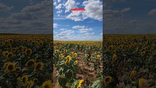 Sunflower Fields in Summer: Exploring the Beauty of Spain 🇪🇸 🌻