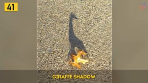 Shadows That Tell Completely Different Stories 「 funny photos 」