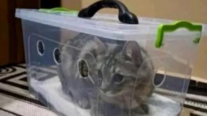 Почему нельзя перевозить кошку в обычной сумке