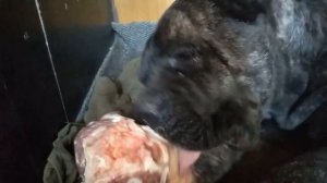 О породе/собака/кане-корсо/смотреть/фильмы/про  породу/собак/кане-корсо/кость/вкусняха