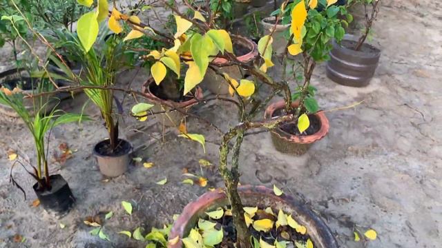 Bougainvillea flowering tips 45 Days Update ! смотреть онлайн