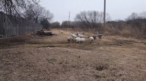 Выводим гусей на воду ,интересное спаривание.