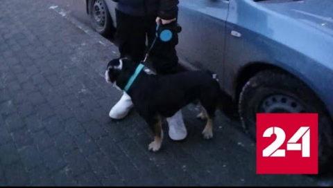 Домашняя собака дважды за прогулку атаковала детей в Подмосковье - Россия 24