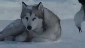 белые волки