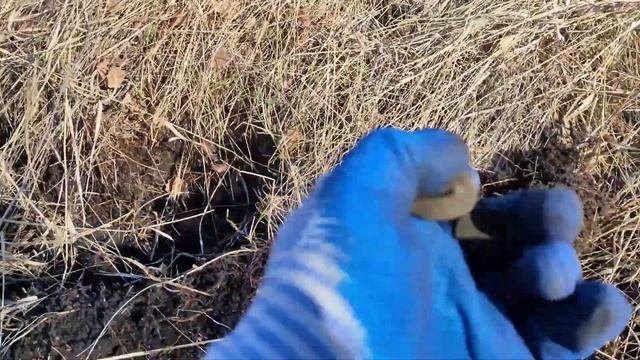 Хабар прет в березовой роще