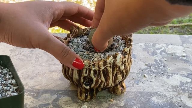 RARE KOREAN SUCCULENT AND CACTI // PLANT HAUL // CONTAINER GARDEN // EUPHORBIA OBESA // ECHEVERIA смотреть онлайн