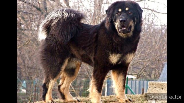 Редкие породы собак которые на грани вымирания....о них мало кто знает....