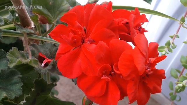 Все Цветы Обожают Такую 1 Таблетку! Важная Подкормка Весной Для Пышного Цветения. смотреть онлайн