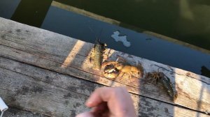 ЗАПУСК РАКОВ В СВОЙ ПРУД НА ДАЧЕ. РАКИ В ВОДОЁМЕ