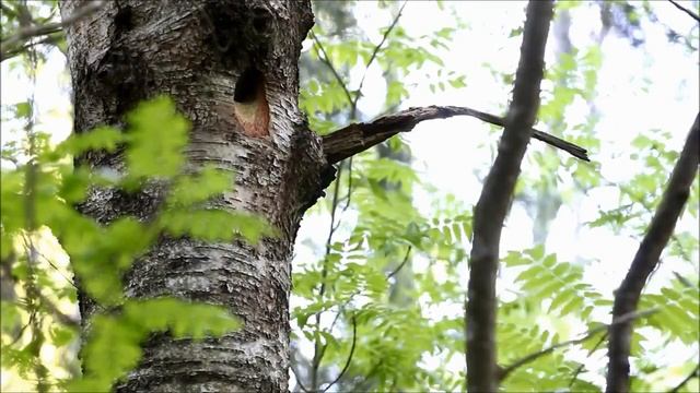 Дятлы являются удивительными птицами - дятел деревообрабатывающий. Сборник! смотреть онлайн