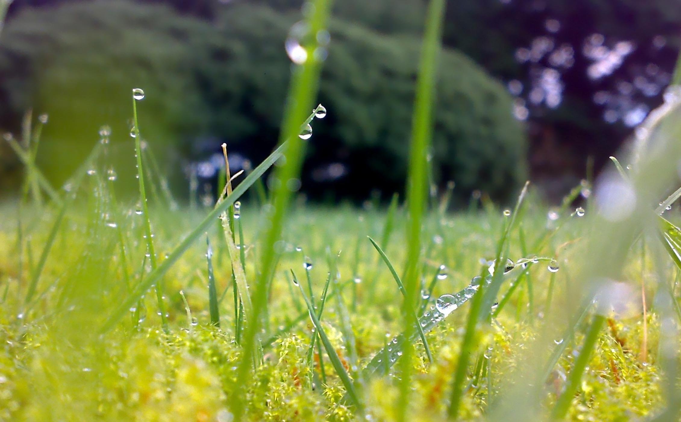 Свежесть земли. Лето дождь. Роса на траве. Летний дождик. Природа после дождя.